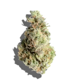 Gush Mints Strain