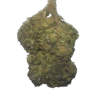 OBAMA Runtz