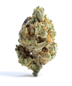 zushi strain