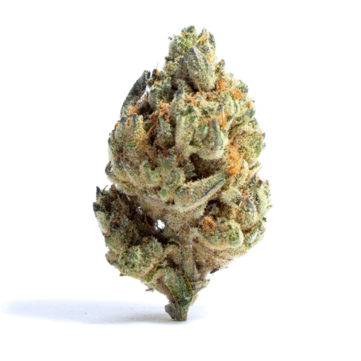 zushi strain