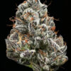 Black Cherry Gushers