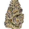 kamikaze strain