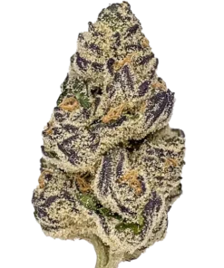 kamikaze strain