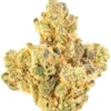 Gelatti Strain