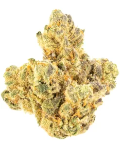 Gelatti Strain