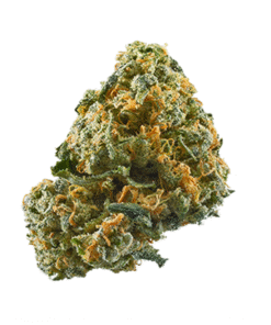 cheese strain